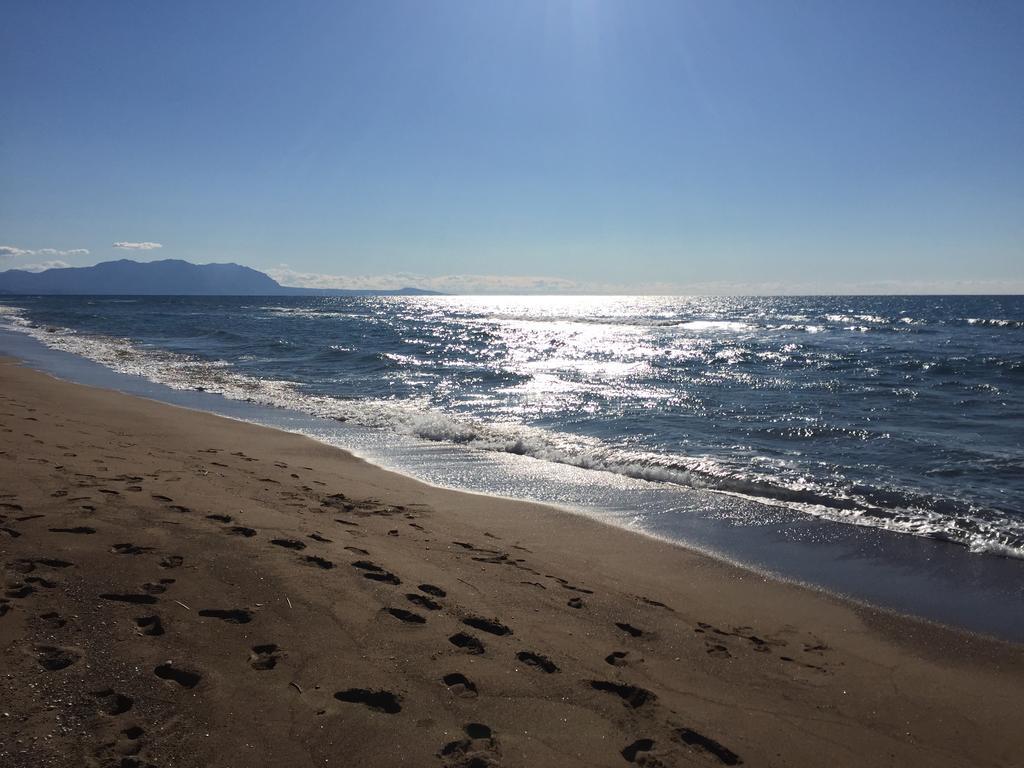 Rex - Bebeka's 3* Ζαχάρω